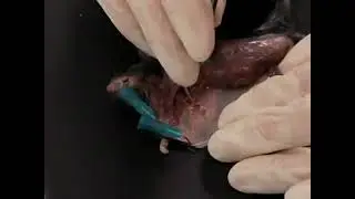 Mice peripheral lymph nodes are dissected and imaged using 2-photon technology