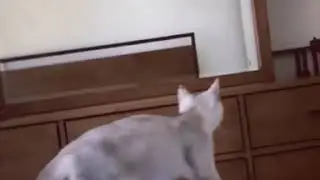 Ого это мои ушки! Ушки. Кот и зеркало.