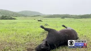 Juvenile arrested after livestock found shot