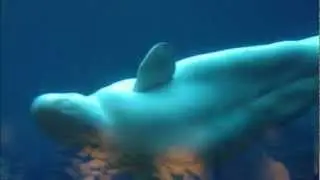 Vancouver Aquarium