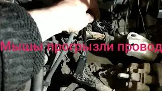 прикол с котиком ПОДКАПОТНЫЙ КОТ