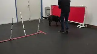 Lucy's first weave poles!