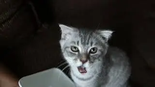 Вася