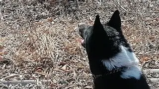 Perro dog в прямом эфире! Привет!