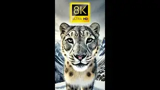 Into the Wild: Heart-Stopping Encounters with Nature's Giants 8K VIDEO ULTRA HD #wildlife #animals