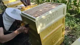 Пасіка на соняшнику 2023 🌻🌻 Розширюемо корпусами-сила відводків?