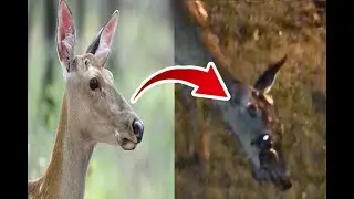 LA ENFERMEDAD (ZOMBIE) de los ciervos ¿podría pasar a los humanos?