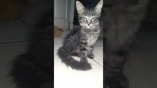 Tetap santuy