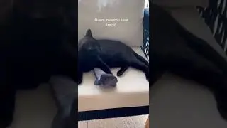 Cat Fish