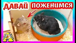 СВАДЬБА ХОМКИ / ЧТО ВЫТВОРЯЕТ  ХОМЯК СТЕША? / КАК СВЕСТИ ХОМЯКОВ /Alisa Easy Pets  /  АЛИСА ИЗИ ПЕТС