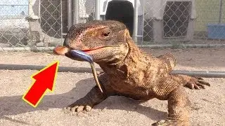 Lizards Eat the WEIRDEST THINGS in the World!