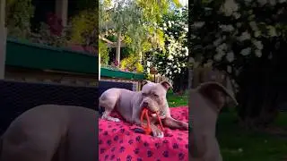 Sun’s Out☀️American Bully’s About💚 #love#ckay#americanbully#xlbully#shorts#fyp#trending#yt