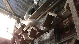 Пермские голуби.ч. 1.