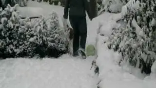 Kooikerhondjes Vincent en Lumi in de sneeuw