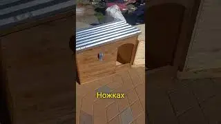 Будка для собаки Otzuba #shorts