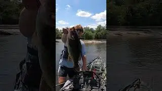 HUGE Shoal Bass!! #bassfishing #riverfishing