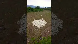 Цветение в горах Кармеля в Израиле