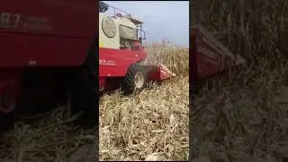 #मक्का #कंबाइनर #maize #harvesting