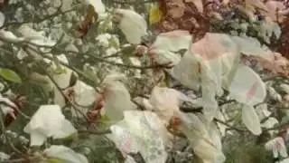 Zen Garden - Flower.wmv