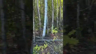 Красоты севера река Демьянка. 