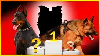 TOP 10 most intelligent dogs in the world [where are the Rottweiler and the Doberman??]
