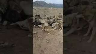 HİÇ BU KADAR KURDU BİR ARADA GÖRDÜNÜZMÜ ?