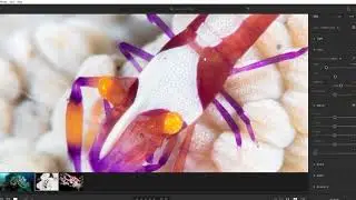 Post-Processing for Beginners: Working with RAW Files (5/6)