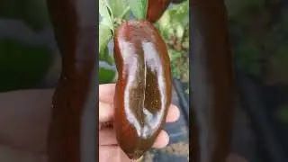 КАКОЙ КРАСИВЫЙ ПЕРЕЦ!!!