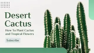 Desert Cacti- plant knowledge