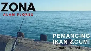Mancing Cumi  Cumi Besar Di Flores NTT