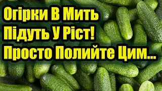 Старий Фермер Розповів Секрети Багатого Врожаю Огірків