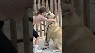 ЕГО ВЫБРАЛА АЛИСА