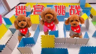 3 dogs challenged the huge maze and difficult made by their owners