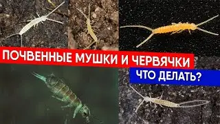 Почвенные мушки и червячки - что делать?