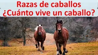 Cuanto vive un caballo