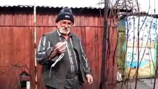 Три вида подвязки виноградной лозы. Чем и как подвязать виноград