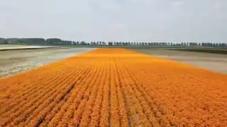 Kalfdamseweg in Poortvliet mei 2019