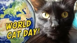 National Cat Day!