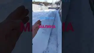 КАК ЗИМУЕТ МАЛИНА 🌿❄️💯❤️...