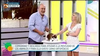 Cuidados para mascotas mayores | Estando Contigo