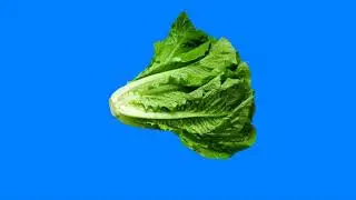 green screen Motion Lettuce green screen / animation Lettuce vegetable green screen footage