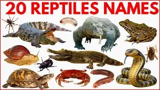 Reptiles and Crawling Animals Name for Kids | Learn 20+ Reptiles & Crawling Animals in English