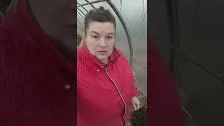 посадка огурцов 