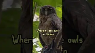 Best place to see owls in Darwin 🦉 ..#animals #owls #darwin #australianwildlife #hiddengems