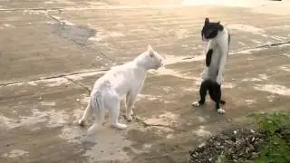 Коты весной видео/коты орут весной