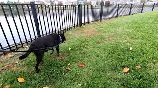 the walk