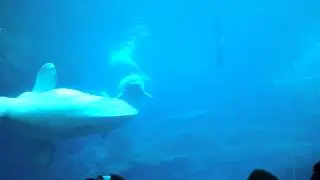 Beluga Whales