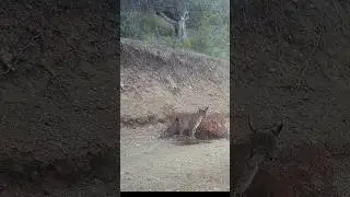 KURU DALLARA KOKU BIRAKAN VAŞAK! #vaşak #lynx #youtubeshorts #keşfet #wildlife #wildcat #trailcam