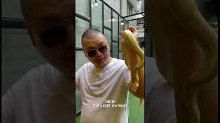 [비너스&마스 1] 구독자님들 죄송합니다  #ball_python #동물 #마스