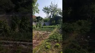 Organic Garden 2023 in Progress